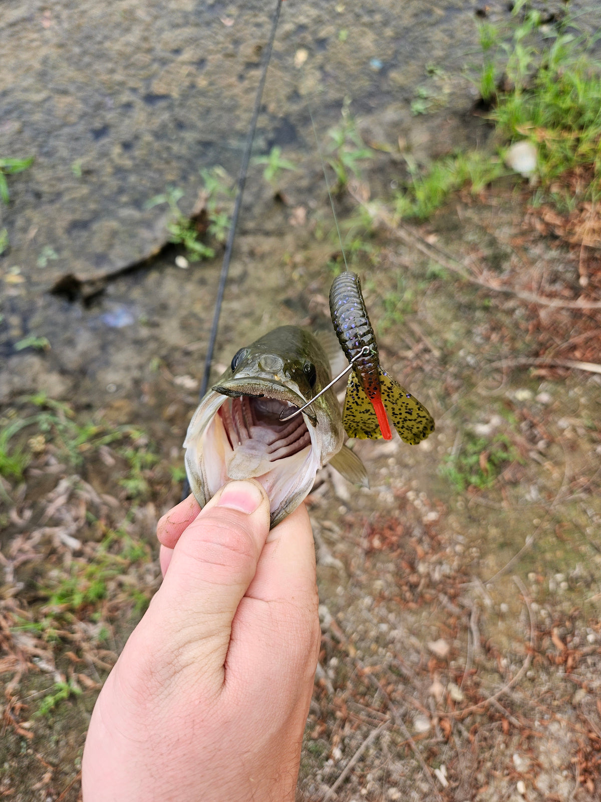 Swamp Bundle